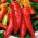 Pepper 'Sharon F1' - 100 seeds - professional seeds for everyone