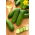 Cucumber 'Orpheus F1' - a parthenocarpic variety - 500 treated professional seeds for everyone
