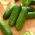 Cucumber 'Orpheus F1' - a parthenocarpic variety - 500 treated professional seeds for everyone