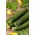 Zucchine 'Terminator F1' - 100 grammi - semi professionali per tutti; zucchine - 