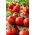Tomato 'Gallant F1' - 250 profesionálních semen pro každého - 