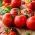 Tomato 'Gallant F1' - 250 profesionálních semen pro každého - 