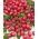 Tomato - Malinowy Kapturek - Abundant Clusters, Up to 600 Fruits Per Plant! - Fresh Seeds