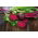 Red beetroot 'Betina' - 50000 of calibrated professional seeds for everyone