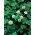 Biely ďatelina 'Grasslands Huia' - 0,5 kg - 