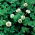 Biely ďatelina 'Grasslands Huia' - 0,5 kg - 