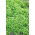 Alsike clover 'Aurora' - 5 kg - 