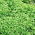 Alsike clover 'Aurora' - 5 kg - 