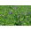 Alfalfa &quot;Gea&quot; - belagte frø med Rhizobium - 0,5 kg; lucerne - 