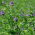 Alfalfa &quot;Gea&quot; - belagte frø med Rhizobium - 0,5 kg; lucerne - 