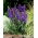 Monkshood, akonit - Aconitum - koreňová sada; vlčie bane, leopardie bane, myšacie bane, dámske bane, diablova prilba, kráľovná jedov, modrá raketa
