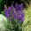 Monkshood, akonit - Aconitum - koreňová sada; vlčie bane, leopardie bane, myšacie bane, dámske bane, diablova prilba, kráľovná jedov, modrá raketa