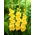 Gladiolus 'Joyeuse Entree' - 5 bulbs