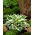 Hosta'Patriot '; giglio piantaggine, giboshi