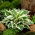 Hosta'Patriot '; giglio piantaggine, giboshi