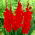 Gladiolus &#39;Oscar&#39; - 5 bollen - 