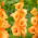 Gladiolus &#39;Ovatie&#39; - 5 sipulia