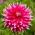 Dahlia - Ac sötét ló