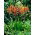 Cobralelie &#39;Saturnus&#39;; Chasmanthe - 