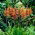Cobralelie &#39;Saturnus&#39;; Chasmanthe - 