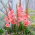 Gladiolus 'Whitney' - 5 bulbos