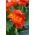 Canna lily - Happy Cleo