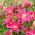 Double flowered oriental lily - Roselily Julia -  heavenly aroma!