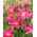Double flowered oriental lily - Roselily Julia -  heavenly aroma!