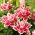 Dubbel orientalisk lilja 'Roselily Samantha' - vacker doft!