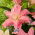 Dubbel orientalisk lilja 'Roselily Patricia' - vacker doft!