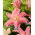 Dubbel orientalisk lilja 'Roselily Patricia' - vacker doft!