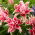 Double oriental lily 'Roselily Lorena' - beautiful fragrance!