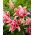 Double oriental lily 'Roselily Lorena' - beautiful fragrance!