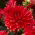 Dahlia - Garden Wonder
