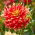 Dahlia - Bodacious