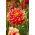 Dahlia - Bodacious