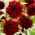 Dahlia - Soulman - flor de anêmona