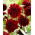 Dahlia - Soulman - flor de anémona