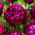 Pioenroos &#39;Peter Brand&#39; - root set - 