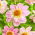 Collarette Dahlie - Teesbrooke Audrey