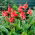 Lírio-canna - Sra. Oklahoma