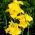 Canna-lelie - Richard Wallace - 