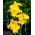 Canna-lelie - Richard Wallace - 