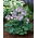 Hosta 'Blue Mouse Ears'; plantain lilja