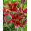 Giglio di albero a fiore rosso
