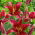 Giglio di albero a fiore rosso