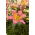 Giglio di albero a fiore rosa