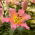 Giglio di albero a fiore rosa
