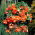 Begonia Pendula Cascade Orange - 2 bulbs