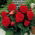 Begonia Fimbriata červená - 2 cibule
